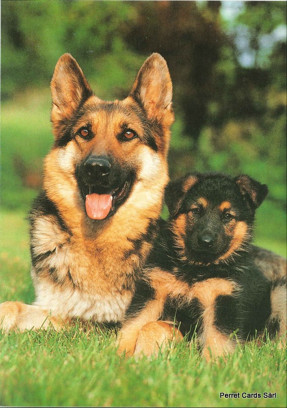 Postcards 08037 Hunde