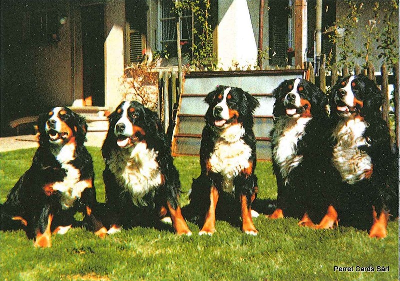 Postcards 12364 Berner Sennenhund