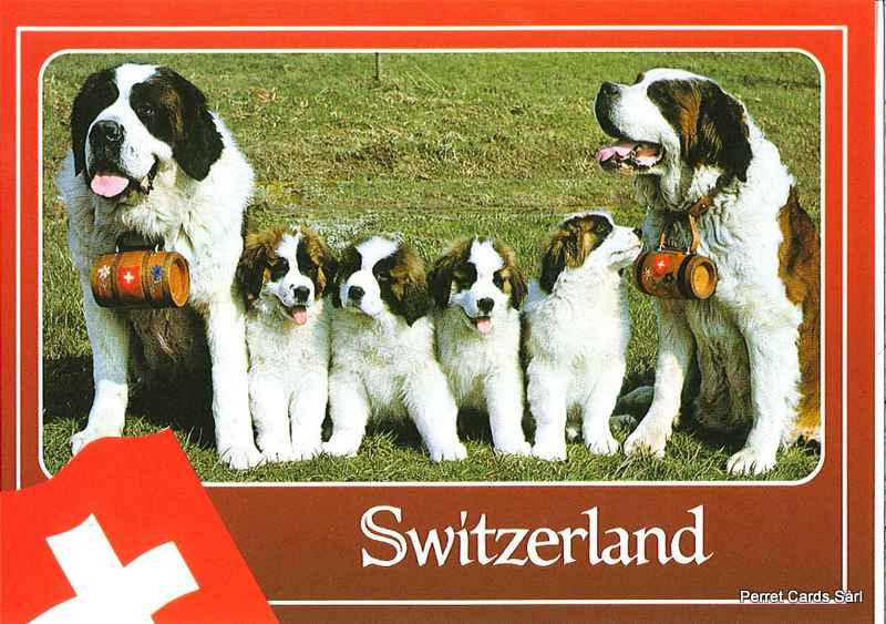 Postcards 14004 Switzerland (Bernhardiner)
