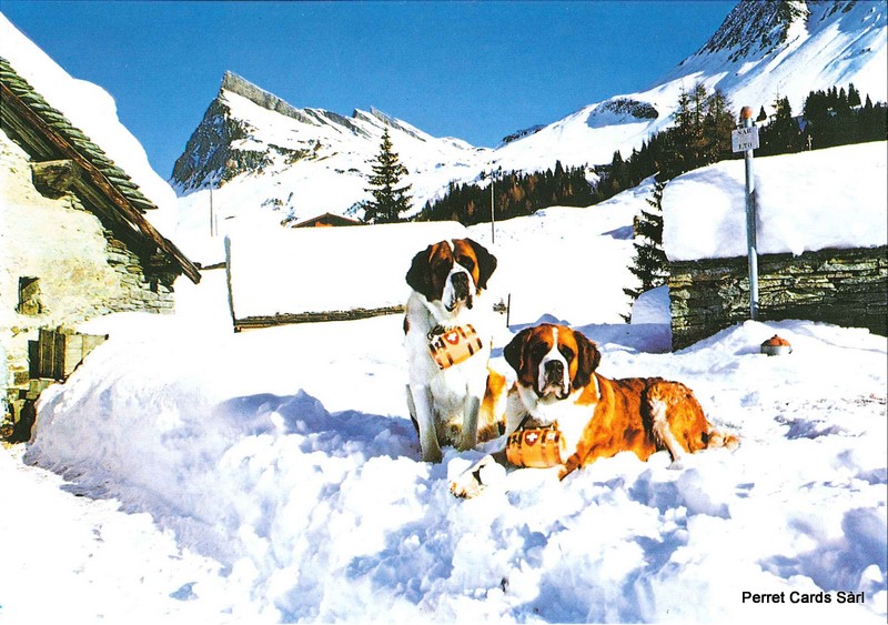 Postcards19774 w St-Bernards dans la neige
