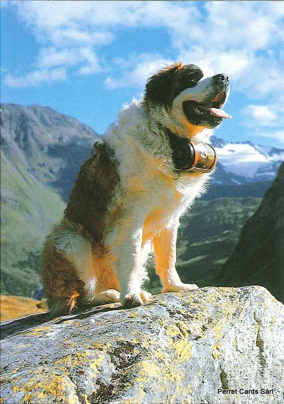 Postcards 20449 Bernhardinerhund