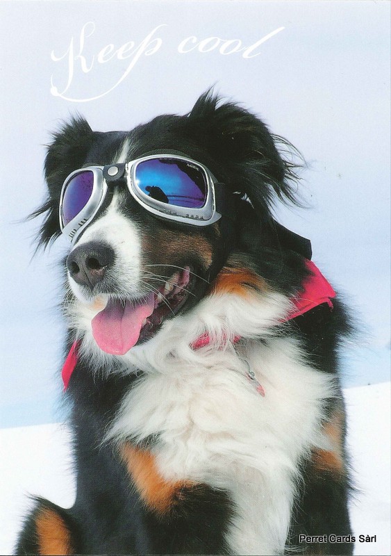 Postcards 26598 w Chien 'Keep cool'