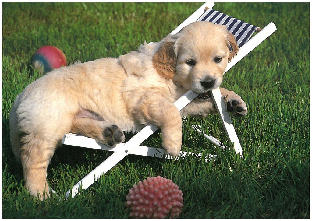 Postcards 90114 Hund Golden Retriever