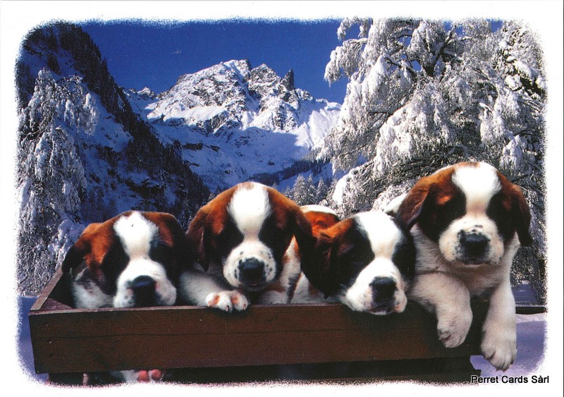 Postcards 91127 w Bernhardinerhunde