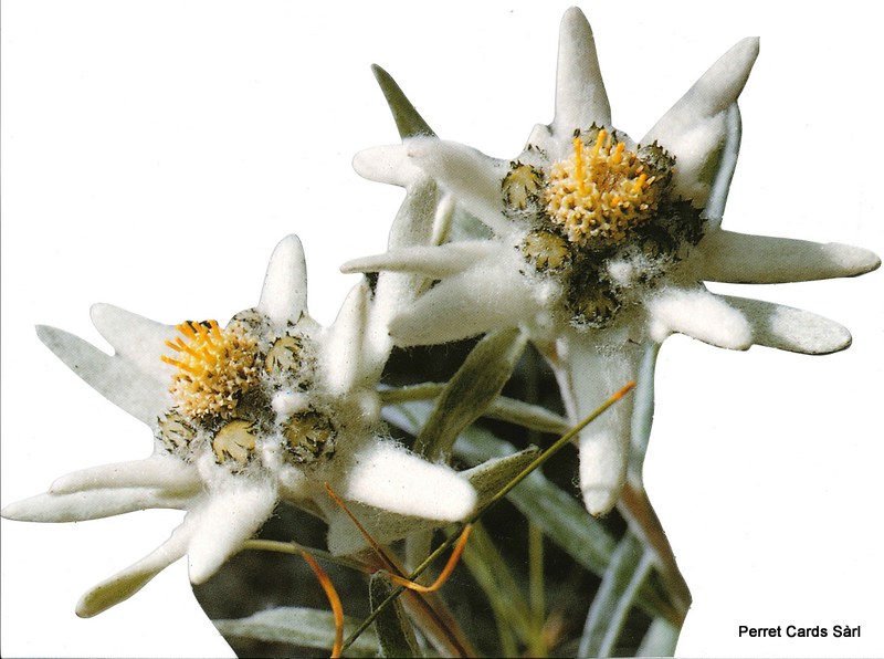 Postcards A5 Cut 01011 Edelweiss 