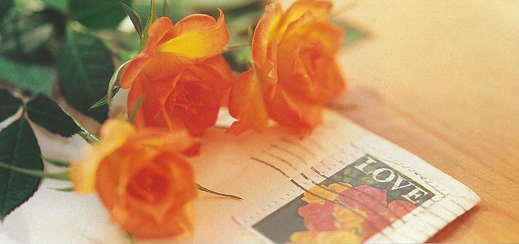 Postcards Pano 01140 Roses de l'amour