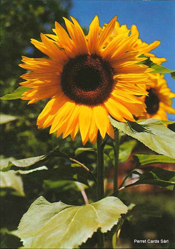 Postcards 00127 Tournesol 