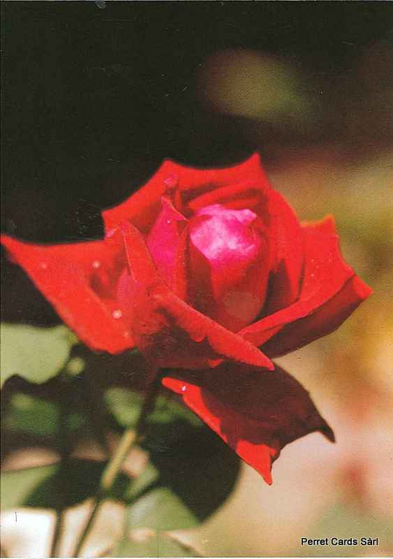 Postcards 00156 Rose 