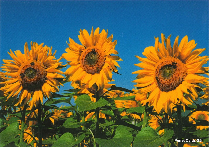 Postcards 00157 Sonnenblumen