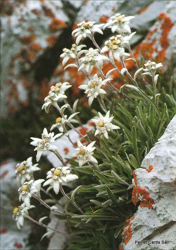 Postcards 00161 Edelweiss 