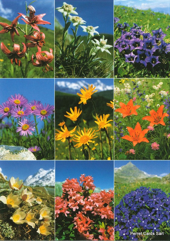 Postcards 00162 Alpenblumen 