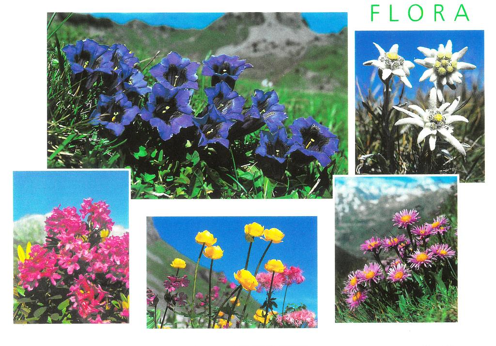 Postcards 00163 Fleurs des Alpes 