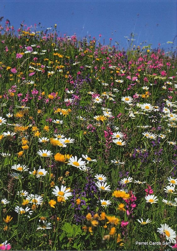 Postcards 00164 Wiesenblumen