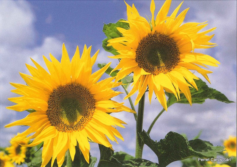 Postcards 00167 SOLDE(N145) Tournesols 