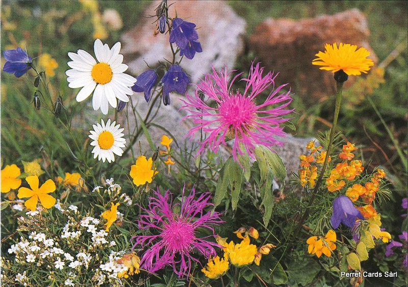 Postcards 00174 Fleurs des Alpes 