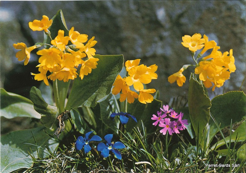 Postcards 00176 Fleurs des Alpes