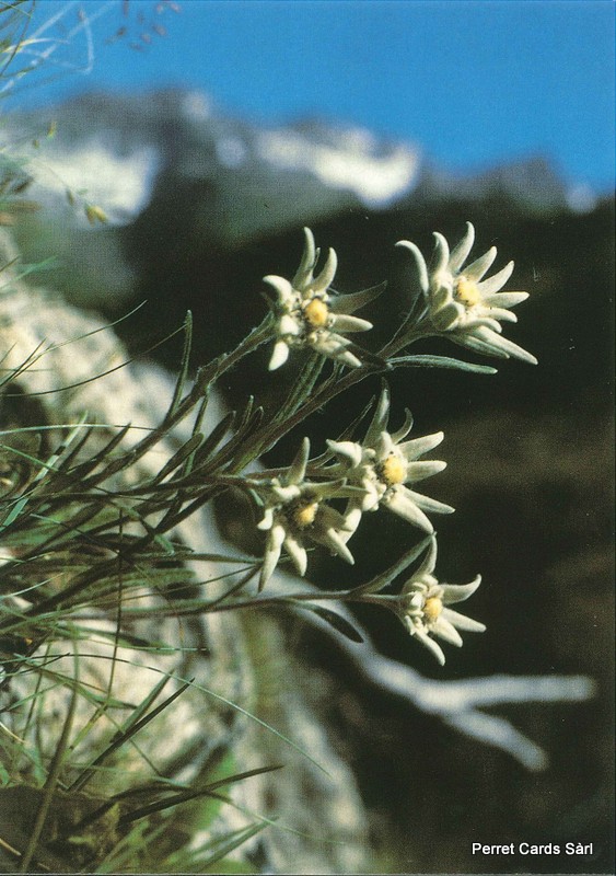 Postcards 00179 Edelweiss 