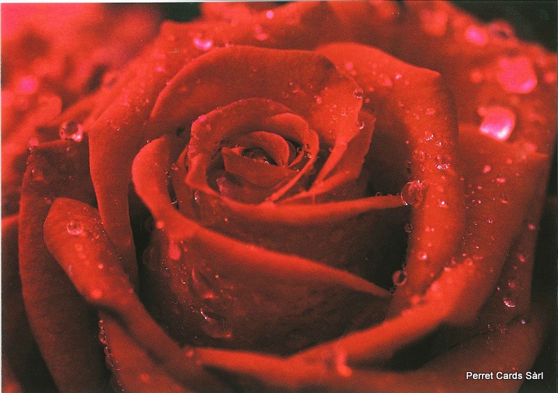 Postcards 00181 Rose rouge