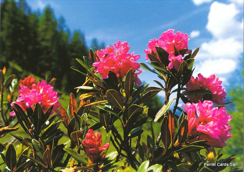 Postcards 00184 Roses des Alpes 