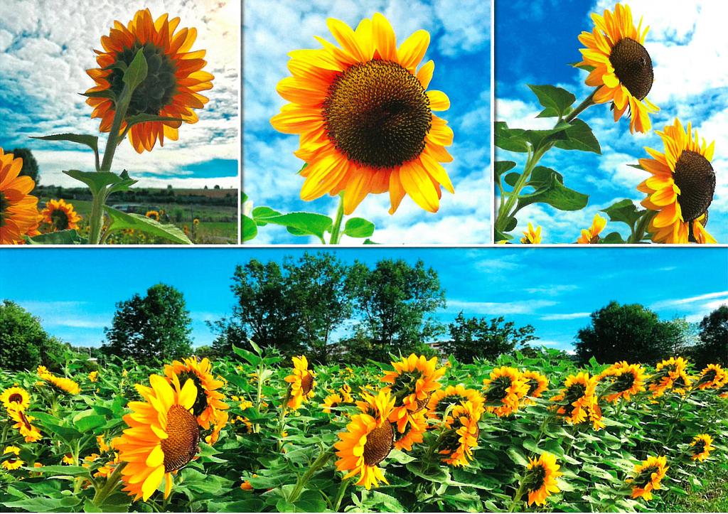Postcards 00190 Sonnenblumen 