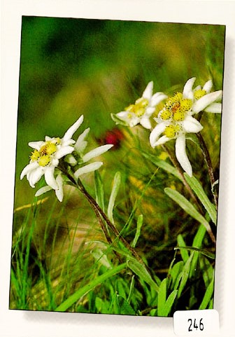 Postcards 00246 Edelweiss