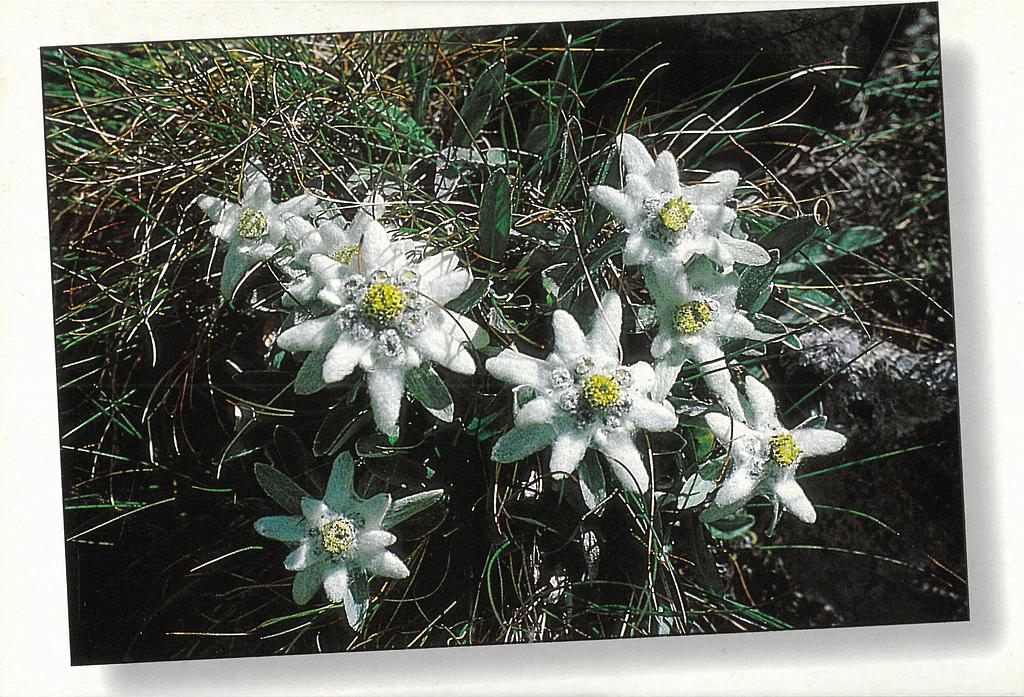 Postcards 00247 Edelweiss