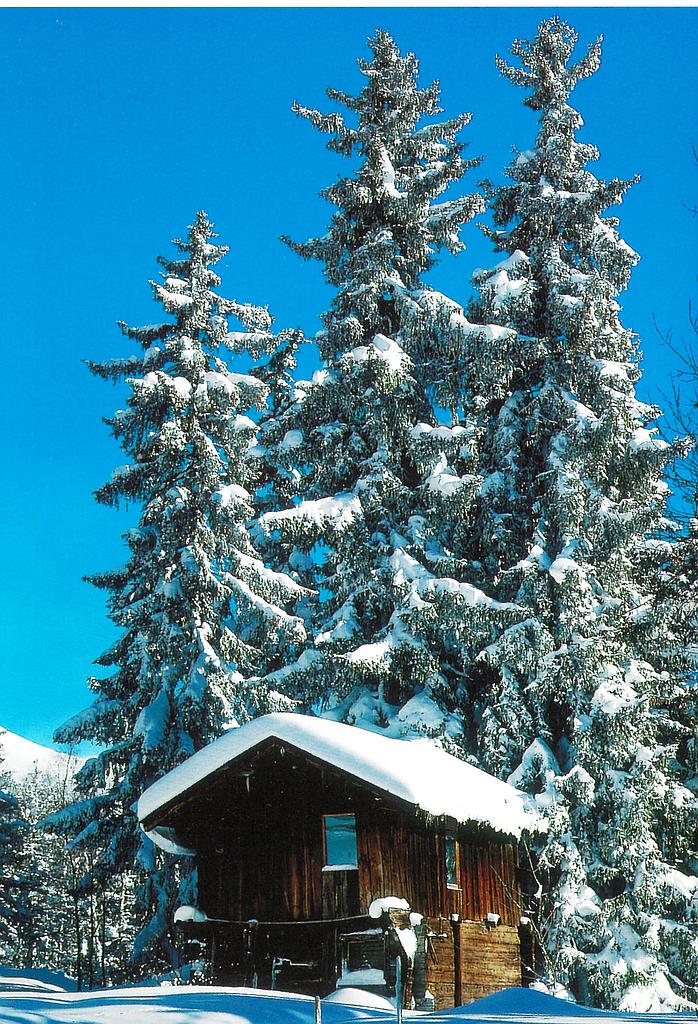 Postcards 00856 w Tannen Holzchalet