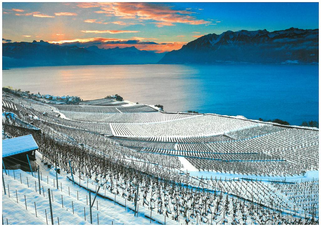 Postcards 27953 w Rivaz, Lavaux, Oron