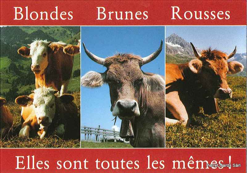 Postcards 12874 Vaches "Blondes, brunes, rousses, elles sont toutes les mêmes !"