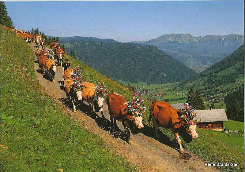 Postcards 13444 Descente de l'alpage