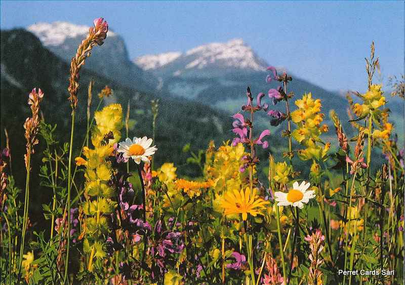 Postcards OUT 21993 N145 Fleurs des Alpes - Prairie