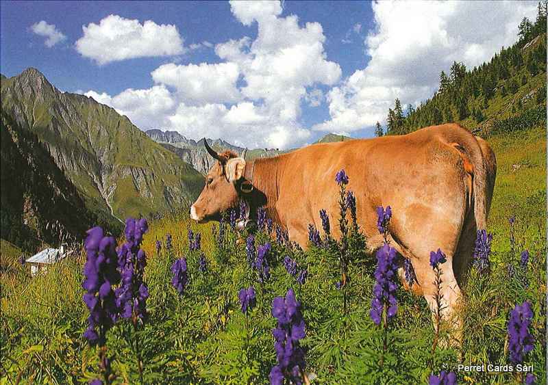 Postcards 00330 vache