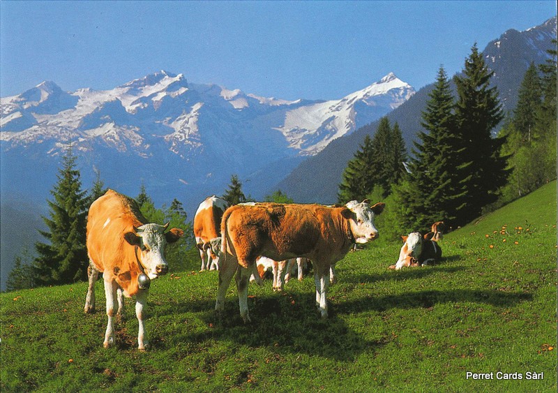 Postcards 18027 Vaches (Saanenland, Eggli, Oldenhorn)