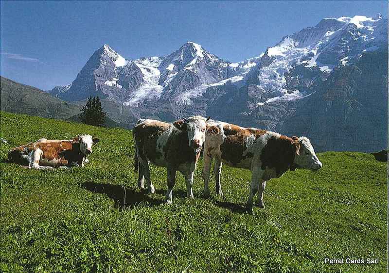 Postcards 18864 - Eiger Mönch - Jungfrau avec vaches
