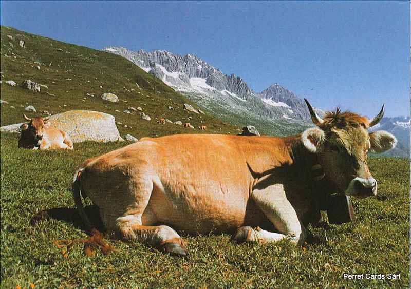 Postcards 11591 Vache à l'alpage