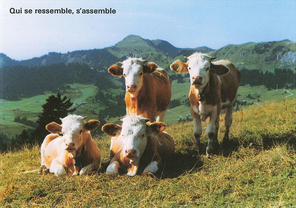 Postcards12597 Kühe 'Qui se ressemble, s'assemble'