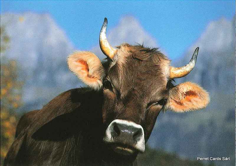 Postcards 18612  vache suisse