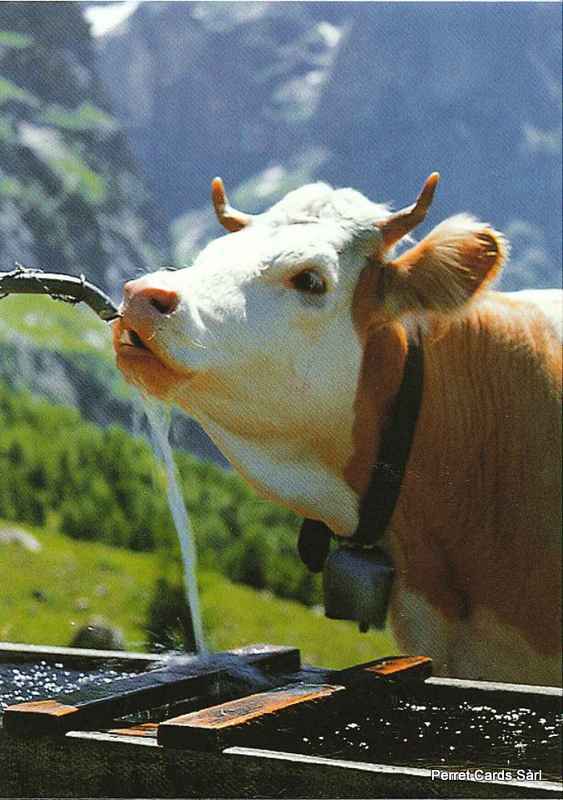 Postcards 19486-10 Kuh am Brunnen