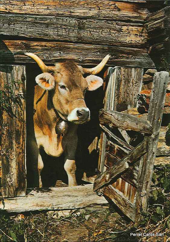 Postcards 20448 vache à l'étable