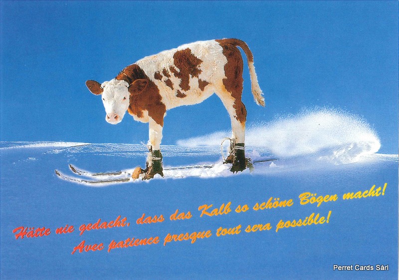 Postcards 20647 w Kuh auf Skiern mit Spruch