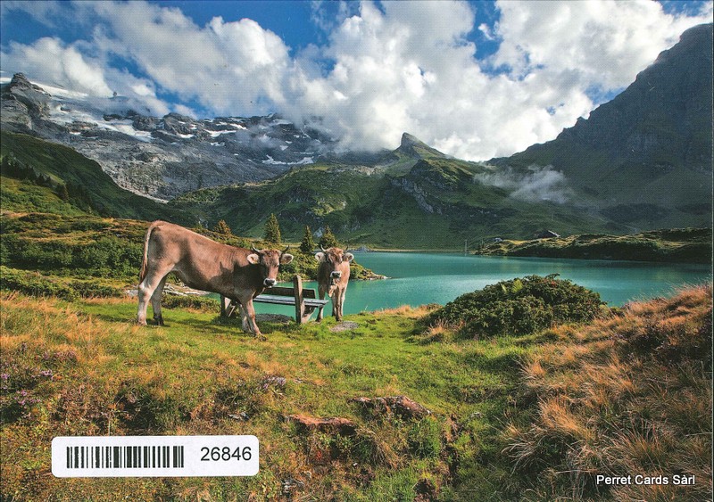 Postcards 26846 Kühe auf der Alp