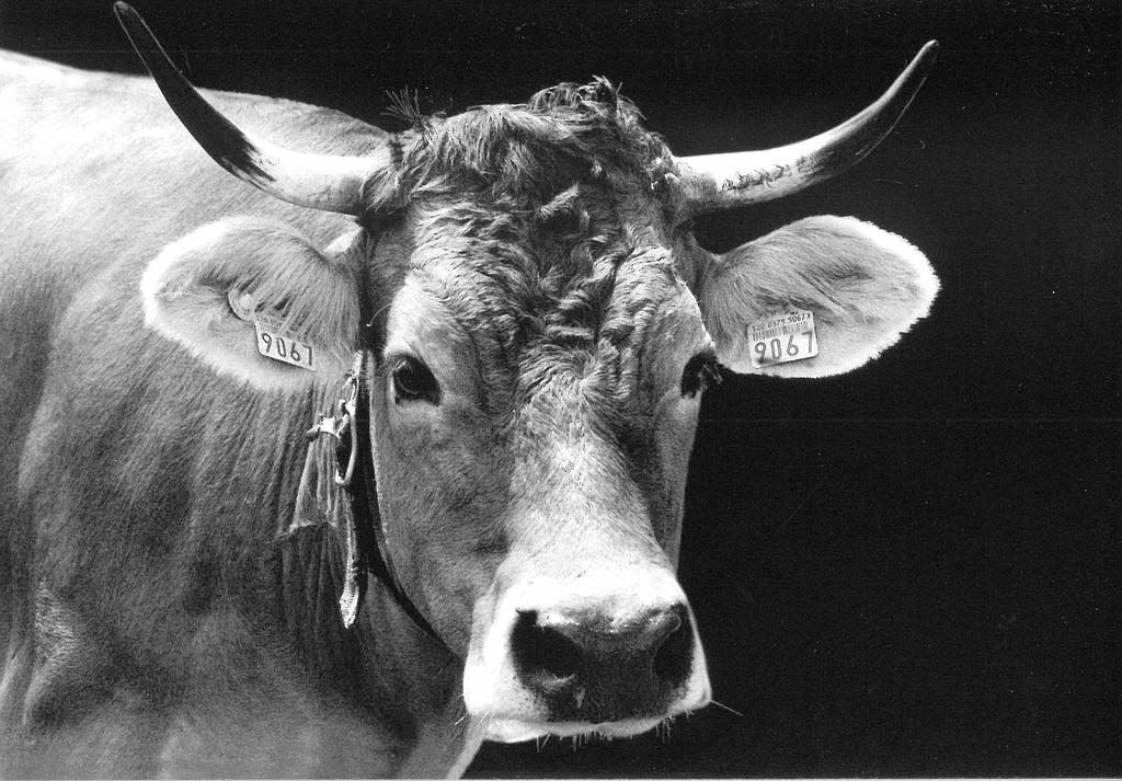 Postcards 27214 Vache