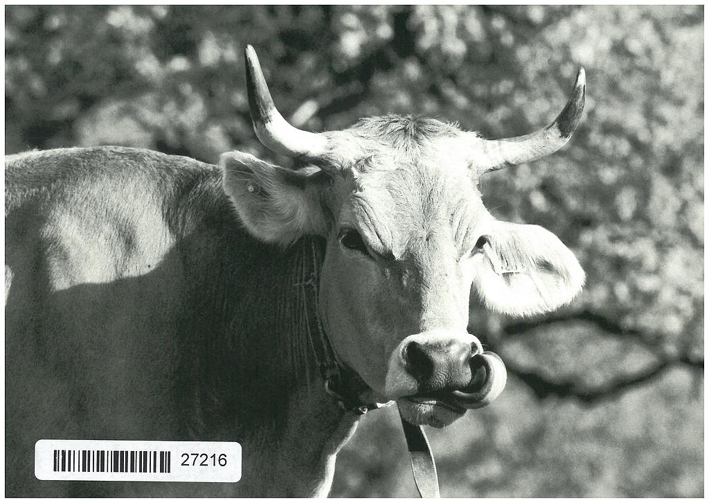 Postcards 27216 Vache