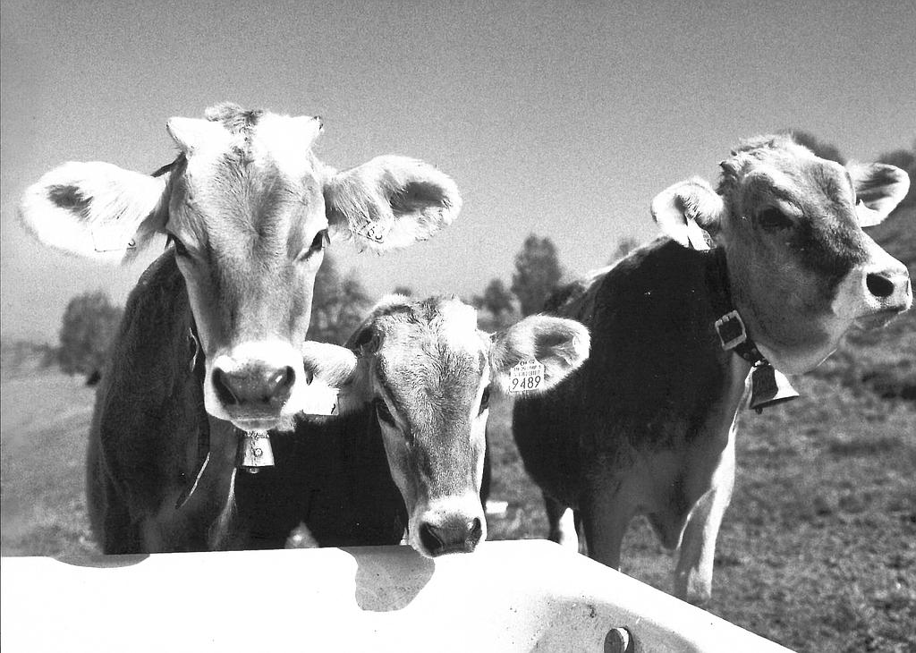 Postcards 27217 Vaches