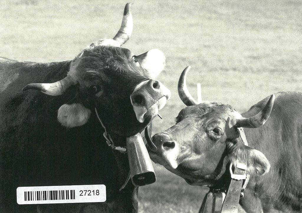 Postcards 27218 Vaches