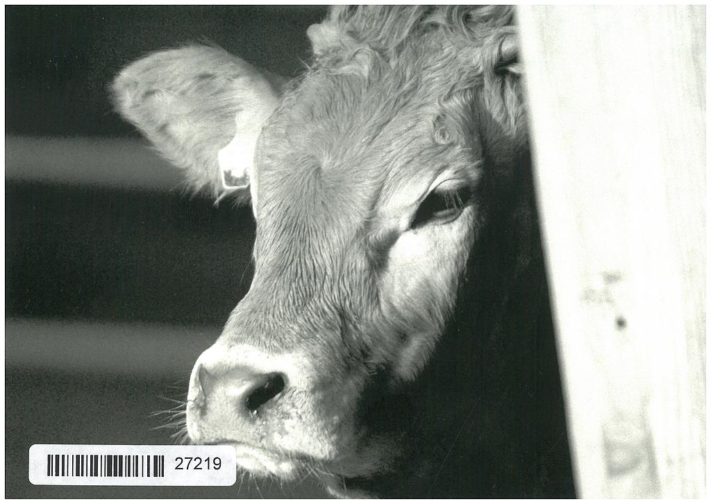 Postcards 27219 Vache