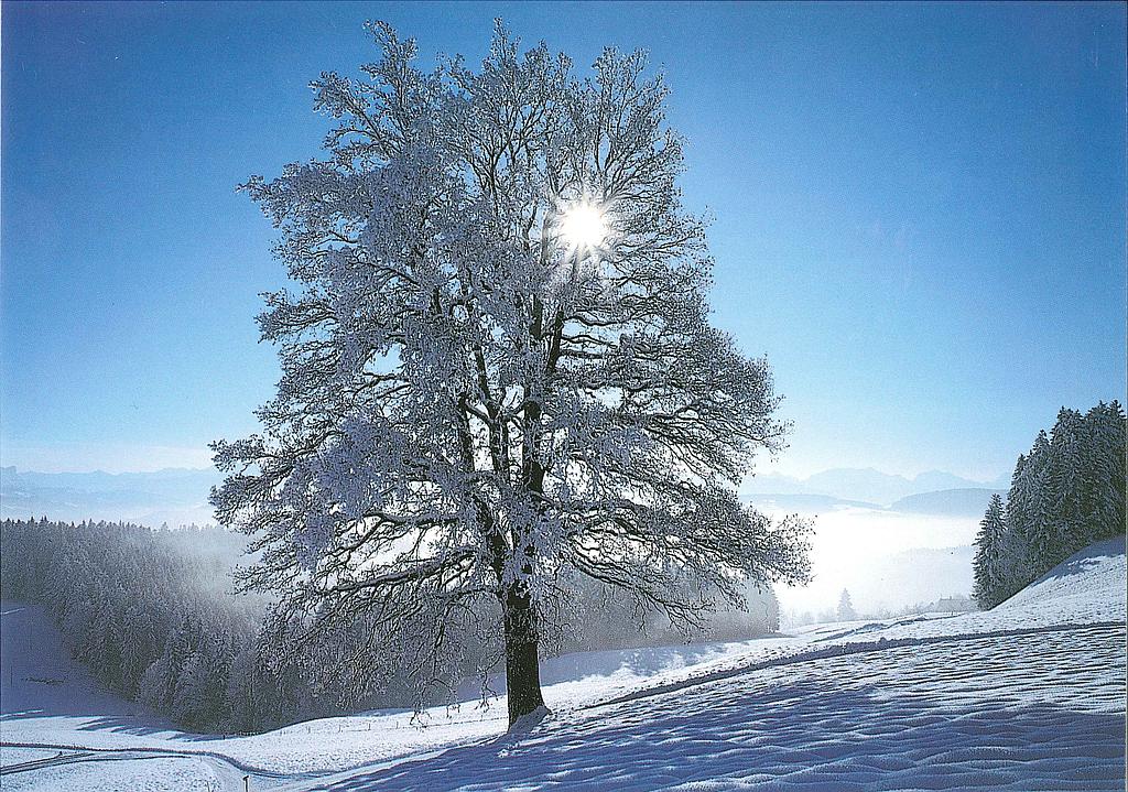 Postcards 19135 w Paysage d'hiver