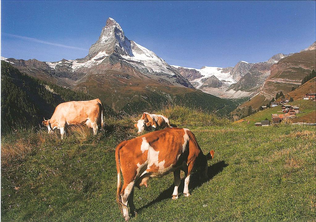 Postcards 25458 Zermatt (Findeln, Matterhorn)