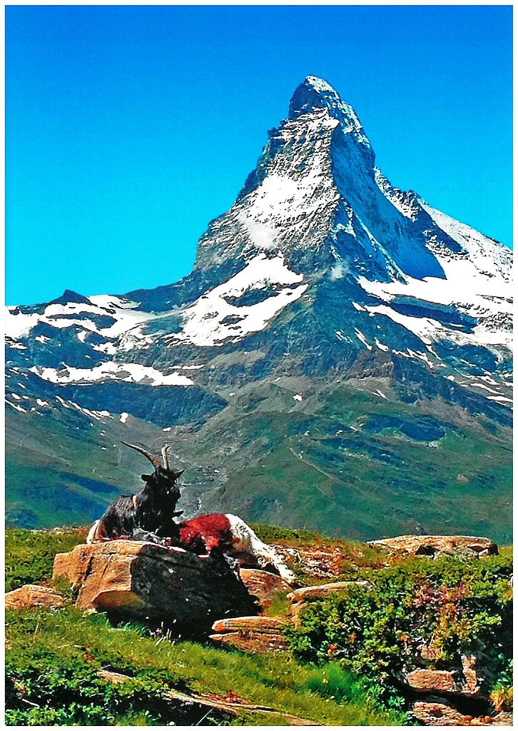 Postcards 27559 Matterhorn, mit Ziegen